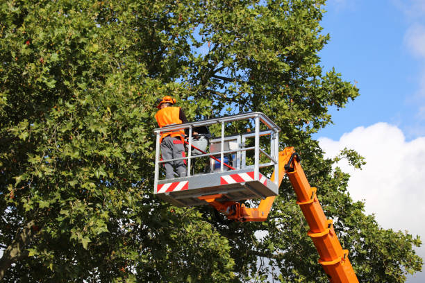 Best Residential Tree Removal  in , NY