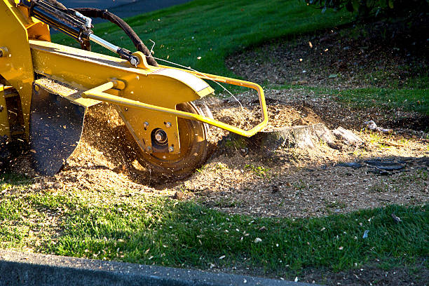 Best Sod Installation  in , NY