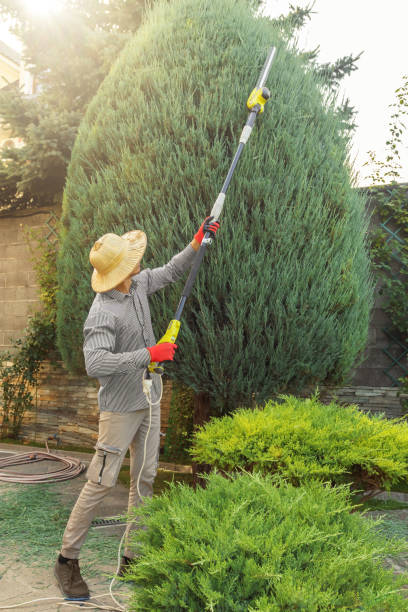 Best Tree and Shrub Care  in , NY